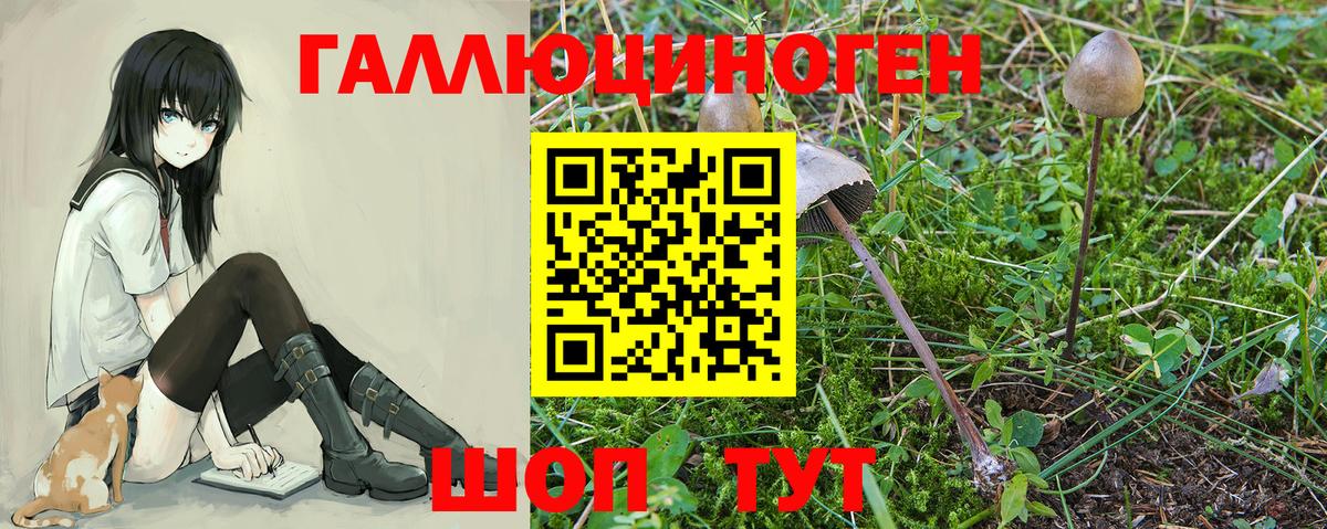 Псилоцибиновые грибы GOLDEN TEACHER Нефтекумск